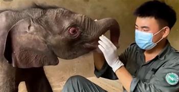 عملية خاصة لإنقاذ فيل رضيع من الموت (فيديو)