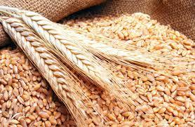 نقيب الفلاحين: الدولة نجحت في التوسع الرأسي لزراعة القمح
