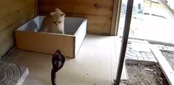 لحظات مرعبة لمواجهة قطة شجاعة كوبرا عملاقة (فيديو)