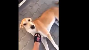  مزاح  مع كلب شارع يتسبب  فى مأساة لطفل صغير..  فيديو 