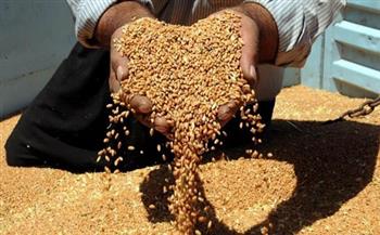 مؤسسة الحبوب السعودية: هيئة الجمارك تلغي رسم حماية على القمح