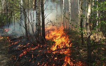 إخماد 51 حريقا في غابات روسيا خلال يوم واحد