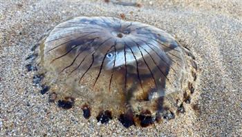 قنديل البحر يتحول لحوض سمك زينة على أحد شواطئ المملكة المتحدة