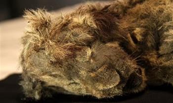 منذ 28000 عام.. العثور على جثة شبل أسد مجمدة في كهف