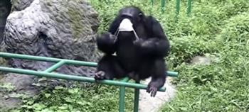  شمبانزي يغسل يديه ويضع الماسك (فيديو)