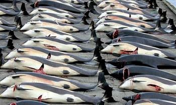 واشنطن تعلن فرض قيود جديدة لمكافحة صيد الحيتان