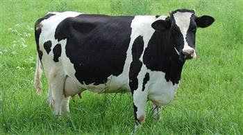 فيديو مدهش لعلماء ينتجون لحوم الأبقار بالطباعة الـ«3D»