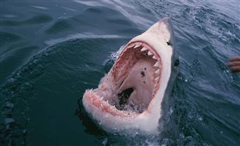 وزيرة البيئة تحسم الجدل بشأن وجود أسماك القرش بالساحل وتعرُّض غطاس لهجماتها