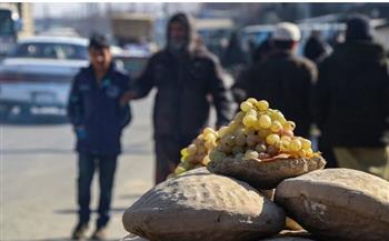 الجنجينا ..طريقة أفغانية للحفاظ على العنب طازجًا لمدة تصل إلى 6 أشهر (فيديو)
