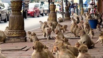 شاهد.. لحظة اقتحام عصابة من القرود البرية متجرًا في تايلاند