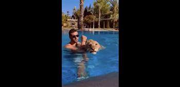 بالفيديو .. أسد يتعلم السباحة في السعودية