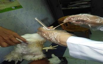 تحصين 33 ألفا و350 طائرًا بكفر الشيخ ضد الأمراض الوبائية وأنفلونزا الطيور