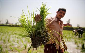 مدير عام الإرشاد الزراعي بمديرية كفرالشيخ يوضح الطريقة الصحيحة لزراعة الأرز (خاص)