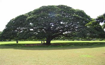 شجرة هيتاشي.. رمز مؤسسي ياباني محبوب ينمو في هاواي