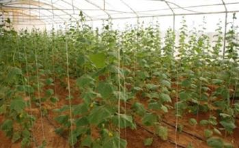 «الزراعة» تكشف تفاصيل برنامج إنتاج تقاوي الخضار