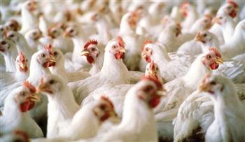 المنظمة العالمية لصحة الحيوان تعلن خلو التشيك من مرض أنفلونزا الطيور