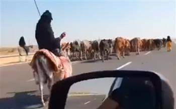 قطيع أبقار يهدد بكارثة على الطريق الصحراوي فى بنى سويف (فيديو)
