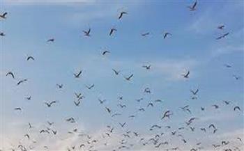 بدء موسم هجرة الطيور عن طريق محمية الزرانيق بشمال سيناء