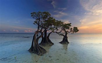 المانجروف.. الأشجار الراقصة تجذب محترفى التصوير  إلى جزيرة سومبا