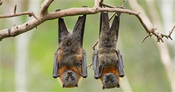 علماء يعثرون على خفافيش تحمل فيروسات مشابهة لكورونا