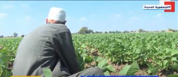«الزراعة» تكشف تلاعب بعض الشركات في جودة التقاوي (فيديو)