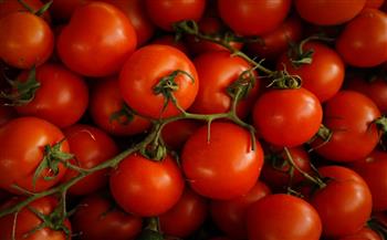 بيع أول طماطم معدلة جينيًا في العالم باليابان