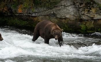 قبل بدء البيات الشتوى.. احتفال غريب بأسبوع الدب السمين في ألاسكا