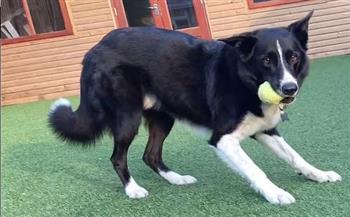 كلب يلعب الكرة على طريقة هاري كين (فيديو)