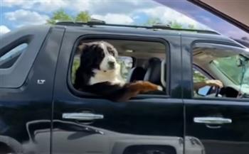 شاهد.. لقطات طريفة لكلب يستمتع بالجو من نافذة السيارة 