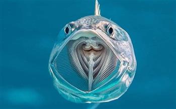 مصور بريطاني يلتقط صورة مبهرة لسمكة ماكريل هندي في خليج مرسى علم