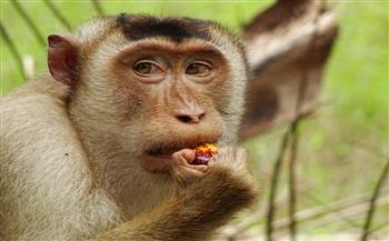 بسبب السياح.. القرود تهاجم المنازل فى إندونيسيا