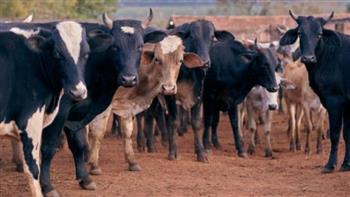 بعد رصد إصابات بـ«جنون البقر».. أستاذ طب بيطري يحدد الإجراءات الضرورية عند استيراد اللحوم
