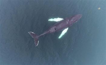 علماء يرصدون زفير الحيتان في أيسلندا لدرس تأثير السياحة المائية على سلوكها