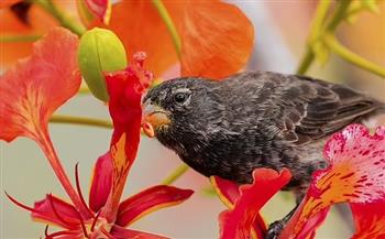 دراسة أسترالية: الطيور تتعلم الغناء قبل الخروج إلى الحياة