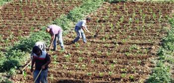 «الزراعة» توضح أبرز الخدمات المقدمة للمزارعين في عيد الفلاح