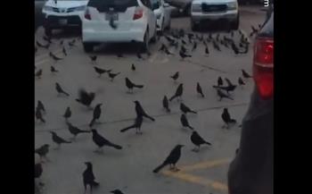 آلاف الطيور تهاجم موقف سيارات فى أمريكا بدون مبرر وتسبب رعبًا للسكان (فيديو)