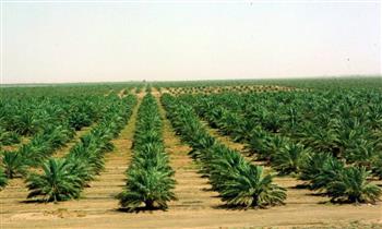 وزير الزراعة:  مصر زادت الرقعة الزراعية خلال السبع سنوات الماضية