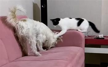 فيديو طريف لقط يضرب كلب على رأسه لمنعه من تخريب الأثاث
