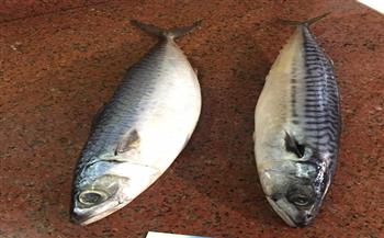 "الماكريل" أشهر أكلات الإسكندرانية.. تعرف على فوائده وكيف تميزه عن "سمك الشك"