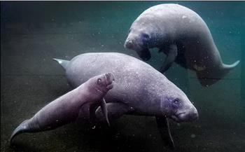 حديقة حيوان هولندية تشهد ميلاد «خروف البحر النادر».. فيديو