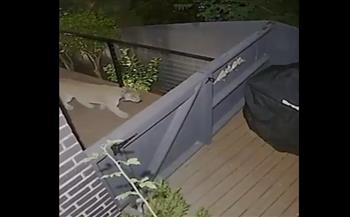 لقطات تحبس الأنفاس.. نمر جبلي يتجول بحرية فى منزل أمريكي (فيديو)