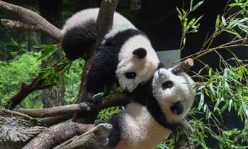 حديقة حيوان طوكيو تفاجئ زوارها بتوأم الباندا (فيديو)