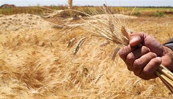 «الصناعات الغذائية» تتوقع هبوط أسعار القمح وصعود الذرة الصفراء عالميًا في مارس 
