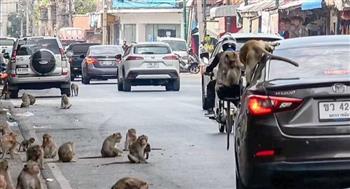 عصابات القرود تجتاح بلدة تايلاندية وتحتل الشوارع بالقتال