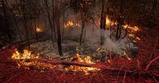 اشتعال حرائق الغابات في تسع مقاطعات في الأرجنتين