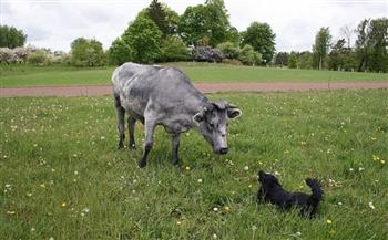 بعد إنقاذها من الانقراض.. تعرف على الأبقار الزرقاء المميزة في لاتفيا