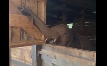 شاهد.. «فيل» يستعد للنوم بطريقة مضحكة (فيديو)