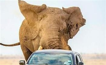 شاهد.. فيل غاضب يقتل سائحا عربيا أمام أصدقائه في رحلة سفاري