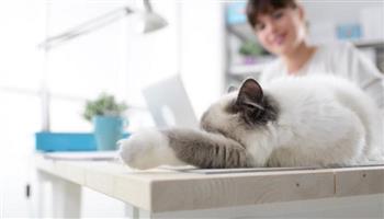 دراسة جديدة تؤكد تأثير تربية القطط في المنزل على أدمغتها