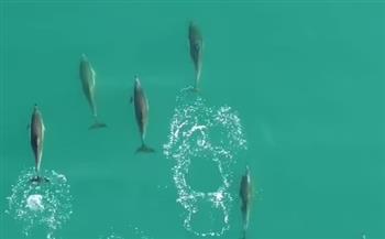 «الجنيات الراقصة».. مجموعة من الدلافين تقفز من البحر وتخطف الأنظار (فيديو)